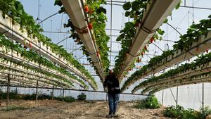 Petani Palestina Budi Daya Stroberi dengan Batu Bara