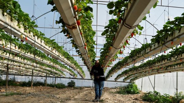 Petani Palestina Budi Daya Stroberi dengan Batu Bara