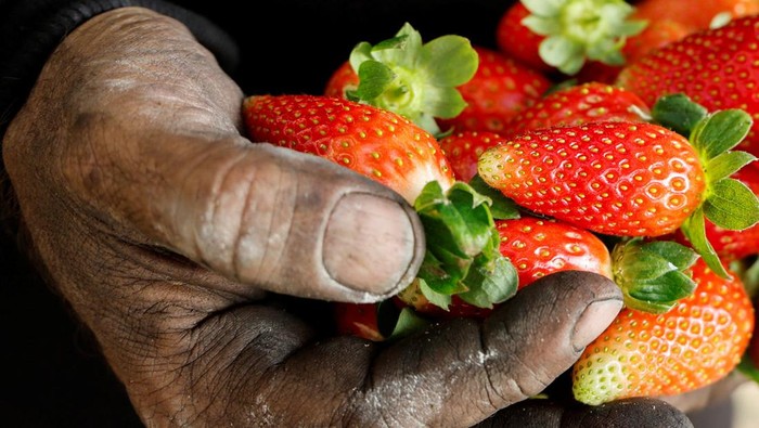 Palestinian Shadi Atatrah, 48, picks strawberries which he grows with coal instead of soil, in Khirbet al-Muriha, near Jenin, in the Israeli-occupied West Bank, December 29, 2022 REUTERS/Raneen Sawafta mortir bekas