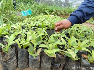 Dari Sini Puluhan Ribu Bibit Pohon Jati di Priangan Timur Berasal