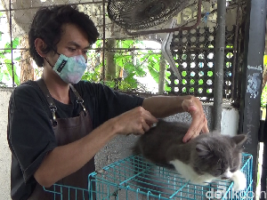Pria di Lumajang Raup Omzet Rp 10 Juta Per Bulan dari Usaha Salon Kucing