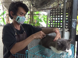 Pria di Lumajang Raup Omzet Rp 10 Juta Per Bulan dari Usaha Salon Kucing