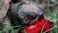 Seram Sekaligus Menggemaskan, Ini 10 Pose Hewan Imut Makan Strawberry