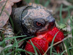 Seram Sekaligus Menggemaskan, Ini 10 Pose Hewan Imut Makan Strawberry Seram Sekaligus Menggemaskan, Ini 10 Pose Hewan Imut Makan Strawberry