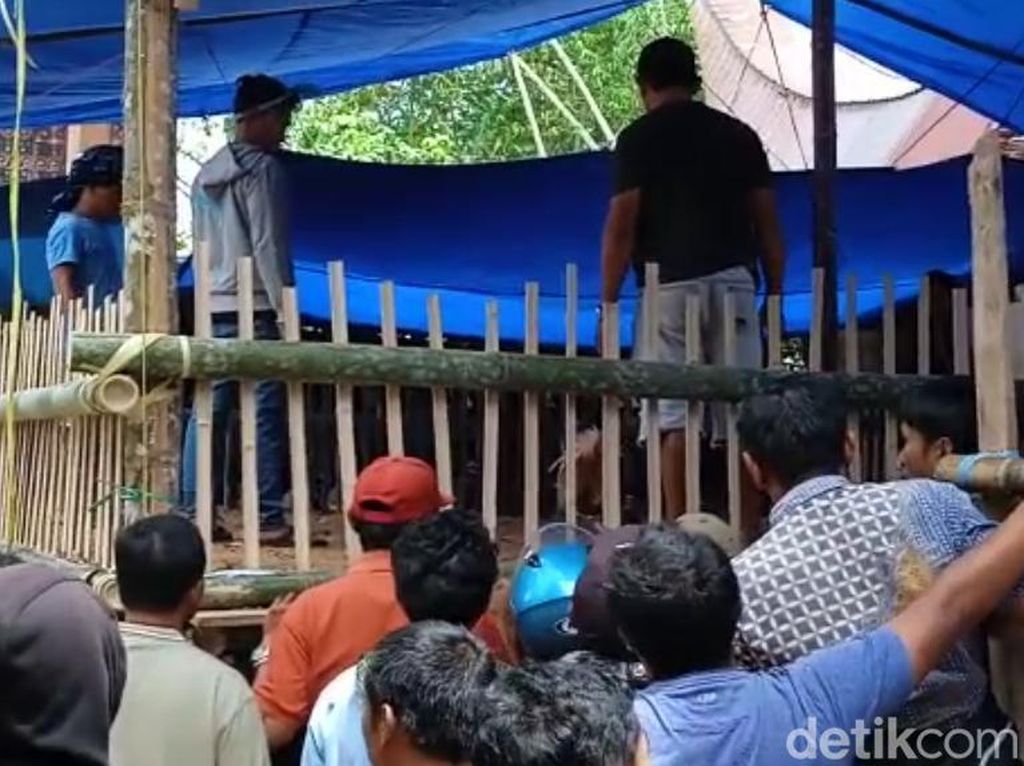 Judi Sabung Ayam Marak di Toraja Utara, Warga Ngaku Dapat Izin Polisi
