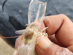 Udang Budi Daya Tambak di Brebes Mati Mendadak, Diduga Kena Virus