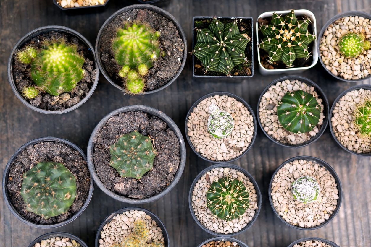 Directly above selection of small cactus plants