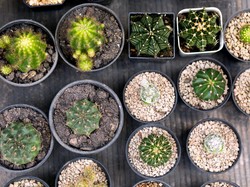 Jenis-Jenis dan Manfaat Tanam Kaktus Hias di Dalam Rumah