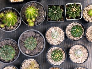 Jenis-Jenis dan Manfaat Tanam Kaktus Hias di Dalam Rumah Jenis-Jenis dan Manfaat Tanam Kaktus Hias di Dalam Rumah