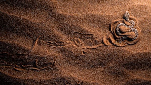 Jawara Kontes Foto Close-up Bikin Mata Terpukau