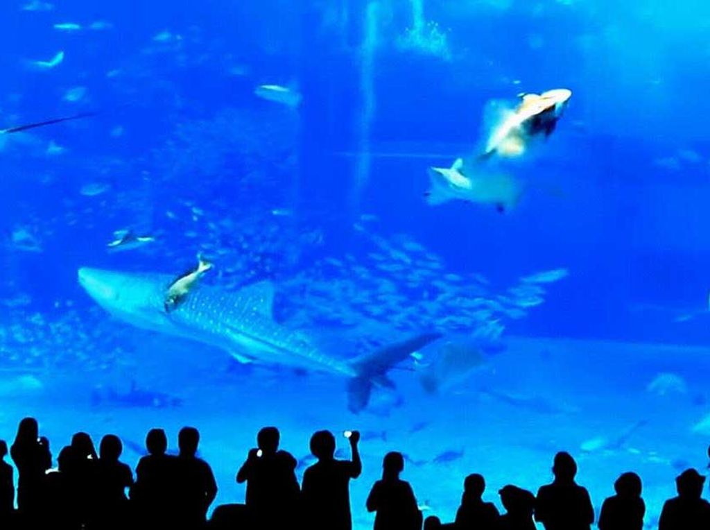 Seram! Flash Kamera Diduga Picu Kematian Dramatis Ikan di Akuarium