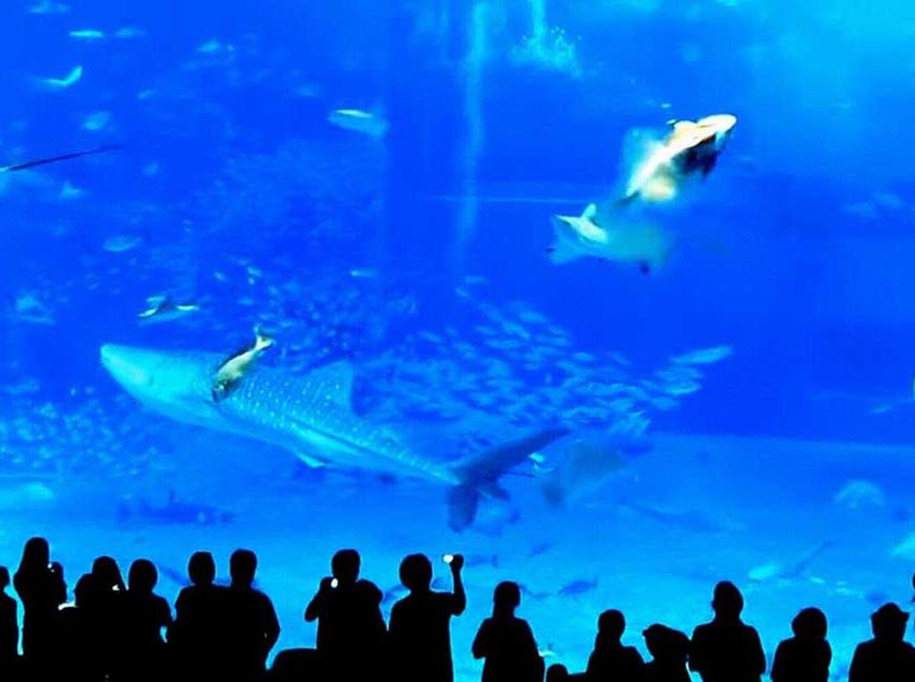 Seram! Flash Kamera Diduga Picu Kematian Dramatis Ikan di Akuarium Seram! Flash Kamera Diduga Picu Kematian Dramatis Ikan di Akuarium