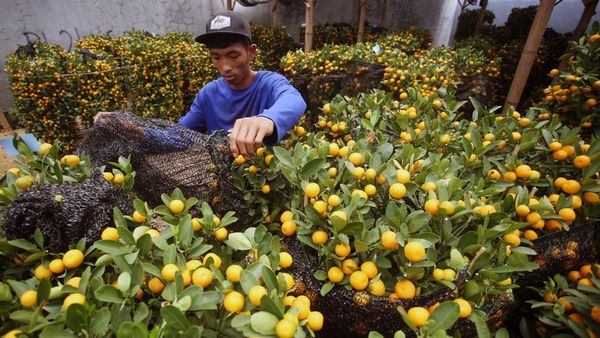 Jeruk Keberuntungan Ini Laris Manis Jelang Perayaan Imlek