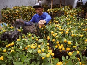 Jeruk Keberuntungan Ini Laris Manis Jelang Perayaan Imlek