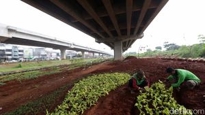 Potret Pertanian Urban yang Bikin Kolong Tol Becakayu Kian Asri