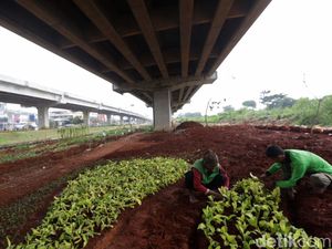 Potret Pertanian Urban yang Bikin Kolong Tol Becakayu Kian Asri Potret Pertanian Urban yang Bikin Kolong Tol Becakayu Kian Asri