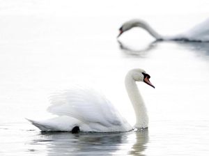 Parah Banget, Ratusan Angsa Kecanduan Opium Sampai Overdosis