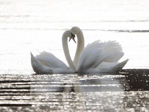 Ini Bukti Legendaris Lambang Kesetiaan Cinta Pada Angsa