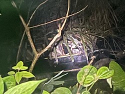 Mobil Dikemudikan Lansia Terjatuh ke Jurang Sedalam 20 Meter di Sibolga