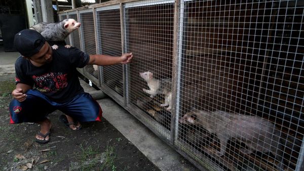Potret Ternak Musang Pandan, Harganya Bikin Kaget