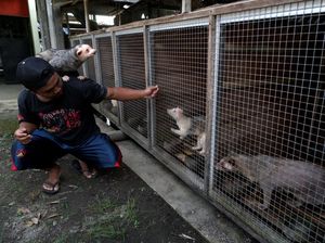 Potret Ternak Musang Pandan, Harganya Bikin Kaget