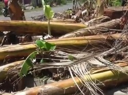 462 Hektare Tanaman-11.526 Rumpun Pisang Rusak Diterjang Angin