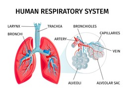Memahami Alveolus Adalah: Fungsi dan Strukturnya