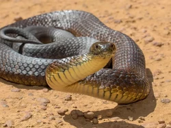 Mengapa Ada Banyak Hewan Berbisa di Australia? Begini Awal Mulanya