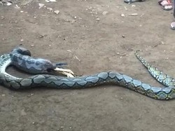 Ular Piton Pemangsa Ternak Ditangkap Warga Sukabumi