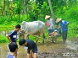 Mau Wisata Sambil Bertani? Coba ke Desa Pentingsari Jogja