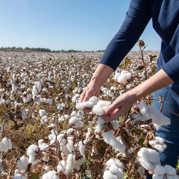 Foto: instagram.com/globalorganictextilestandard Organic cotton/