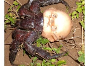 Deretan Foto Mengerikan yang Bikin Merinding