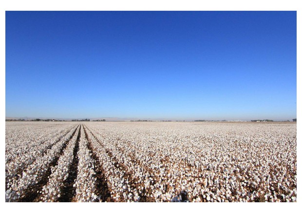 Foto: pexels.com/Mr Location Scout Perkebunan kapas/