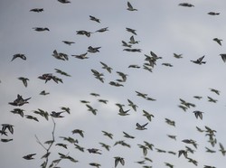Ajaib Sekaligus Mengerikan, Ada Lembah Tempat Burung Bunuh Diri Massal