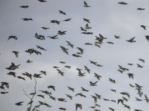 Ajaib Sekaligus Mengerikan, Ada Lembah Tempat Burung Bunuh Diri Massal Ajaib Sekaligus Mengerikan, Ada Lembah Tempat Burung Bunuh Diri Massal