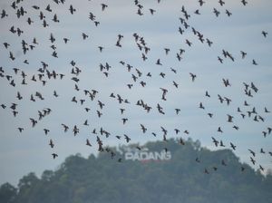 Gerombolan Burung Jalak China Bermigrasi ke Indonesia