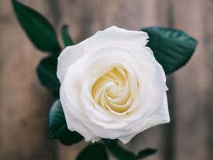 Lirik dan Chord Lagu Mawar Bodas Beserta Artinya