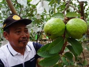Jambu Klutuk Sebabkan Usus Buntu, Mitos atau Fakta? Jambu Klutuk Sebabkan Usus Buntu, Mitos atau Fakta?