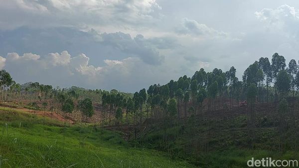 Lokasi Istana Presiden di IKN yang Mulai Dibangun Akhir Januari