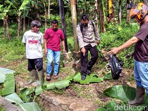 Maling Beraksi, Domba Satu Kandang Milik Warga Sukabumi Raib