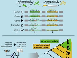 Penelitian Ini Tunjukkan Homo Sapiens Masih Berevolusi