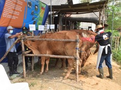 PMK Hewan Ternak Lamongan Kembali Merebak, 50 Sapi di 6 Kecamatan Sakit