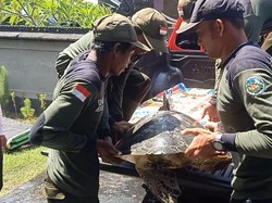 43 Penyu Hijau Hasil Sitaan TNI AL Akan Diobservasi