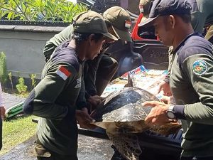 43 Penyu Hijau Hasil Sitaan TNI AL Akan Diobservasi 43 Penyu Hijau Hasil Sitaan TNI AL Akan Diobservasi