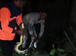 Hiii! Ular Piton 4 Meter Masuk Dapur Rumah di  Boyolali