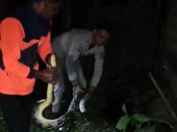 Hiii! Ular Piton 4 Meter Masuk Dapur Rumah di  Boyolali
