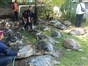 TNI Angkatan Laut Amankan 43 Penyu di Pesisir Pantai Klatakan