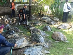 Fakta-fakta Pengungkapan Penyelundupan Penyu di Jembrana