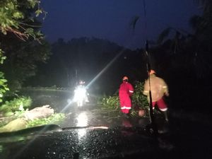 Pohon Enau Tumbang Akibat Hujan Angin di Selat, Jalan Provinsi Tersendat Pohon Enau Tumbang Akibat Hujan Angin di Selat, Jalan Provinsi Tersendat