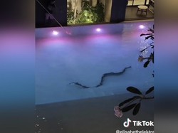 Ngerinya Turis di Thailand, Lihat Ular Raksasa Berenang di Kolam